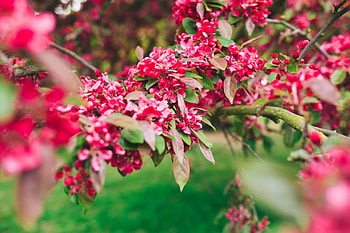 Flowers, Pink, Plant, Bloom, Flowering, Branch HD wallpaper