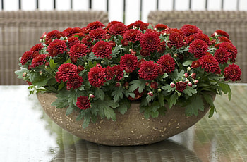 Flowers, Chrysanthemum, Bright, Lot, Pots, Plant Pot HD wallpaper