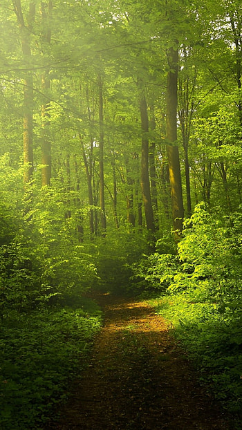 Green Forest, Nature , Green scenery HD phone wallpaper