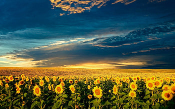 Landscape, Nature, Fields, Sunflowers HD wallpaper