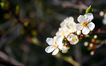 Flowers, Macro, Bloom, Flowering, Branch, Spring HD wallpaper