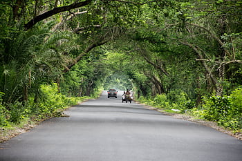 Lush green tree arch over a rural road with vehicles in summer. HD wallpaper