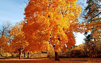 The Trees of Fall, golden, leaves, fall, trees, seasons HD wallpaper