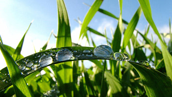 Grass, Drops, Macro, Dew, Large Drops HD wallpaper