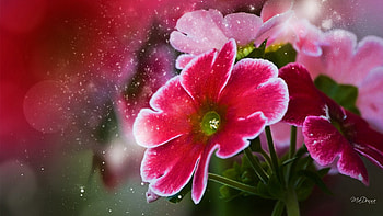 Dusty Flowers, summer, pink, dust, bright, floral, garden, flowers, spring HD wallpaper