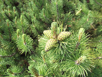 Plants, Cones HD wallpaper