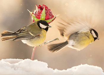 Blue tit, winter, bird, pasare, flying, rose, wing, flower, snow, red, couple HD wallpaper