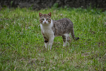 Animals, Grass, Cat, Stroll HD wallpaper