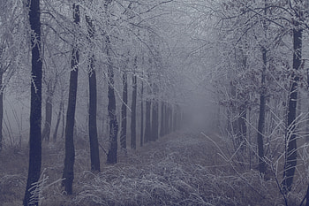 Nature, Trees, Grass, Forest, Fog, Branches, Frost, Hoarfrost HD wallpaper