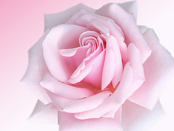 Big pink rose, rose, pink, flower, garden, nature, petal HD wallpaper