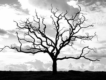 Landscape, Trees HD wallpaper