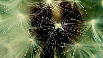 Plant, Macro, Dandelion, Fluff, Fuzz HD wallpaper