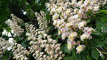 Buckeye Tree, Surprising variety, Small but mighty, Global presence HD wallpaper