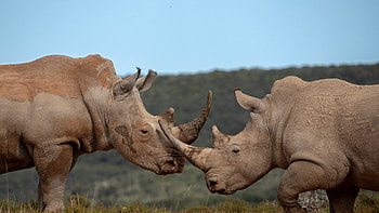 Southern white rhinoceros males, Shamwari Private Game Reserve, South Africa, Animal, rhino HD wallpaper