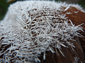 Autumn Frost, rime, frost, morning, hoar, autumn, beautiful, lithuania HD wallpaper