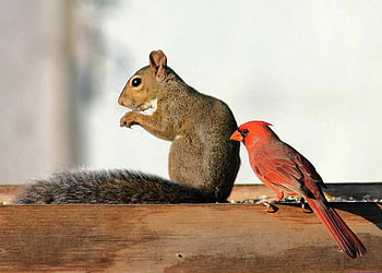 Squirrel w Bird, beautiful, bird, , squirrel HD wallpaper