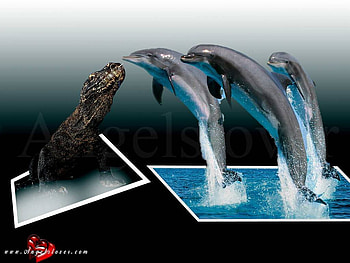Dolphins Meet Crocodile, alive, crocodile, dolphins, jump, , water HD wallpaper