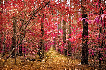 Pink Trees, trees, pink, beautiful HD wallpaper