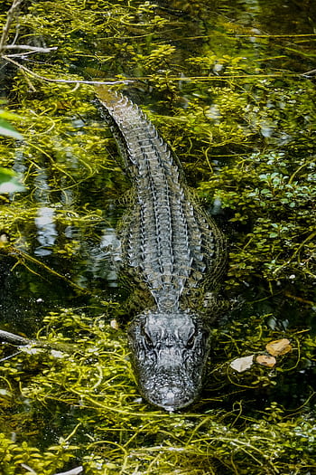Close-up of an alligator swimming through a lush swamp filled with plant life and reflections. HD phone wallpaper