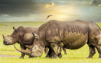 Rhinos, Wildlife graphy, African treasure, Evening beauty HD wallpaper
