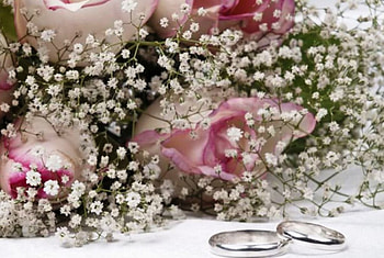 Pale Pink Roses, rings, pink, roses, nice HD wallpaper