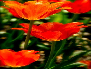 TULIPS, colours, nature, orange, flower HD wallpaper