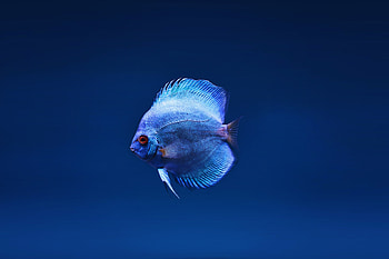 Blue Discus Fish, fish, animals HD wallpaper