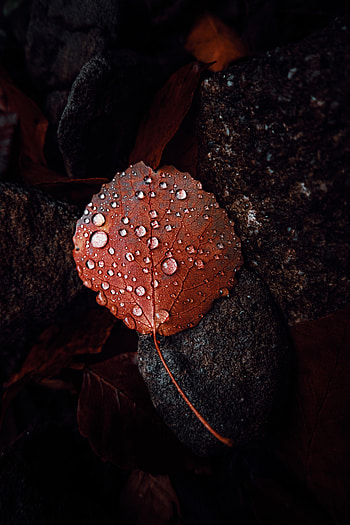 Water, Drops, Macro, Brown, Leaflet HD phone wallpaper