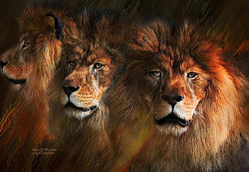 The Kings, predators, nature, wildlife, lions HD wallpaper