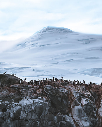 Animals, Pinguins, Snow, Mountain, Glacier, Antarctica HD phone wallpaper