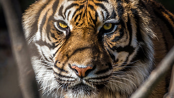 Tiger Face Closup HD wallpaper