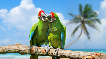 Military macaw, Parrots HD wallpaper
