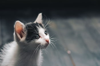 Adorable black and white kitten looking up with curious eyes, close-up view. HD wallpaper