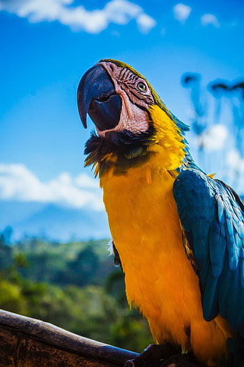 Animals, Parrots, Bird, Beak, Color, Macaw HD phone wallpaper