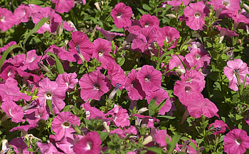 Flowers, Pink, Flower Bed, Flowerbed, Petunia HD wallpaper