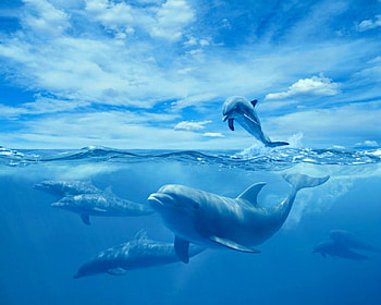 Dolphins, animal, blue, sea HD wallpaper