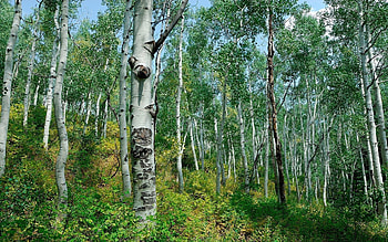 Nature, Birches, Bush, Alley, Teen, Young Growth, Clear, I See, Grove HD wallpaper
