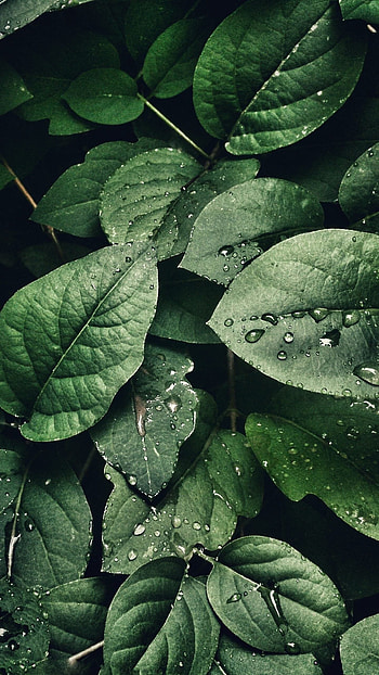 leaf, leaf graph, nature HD phone wallpaper