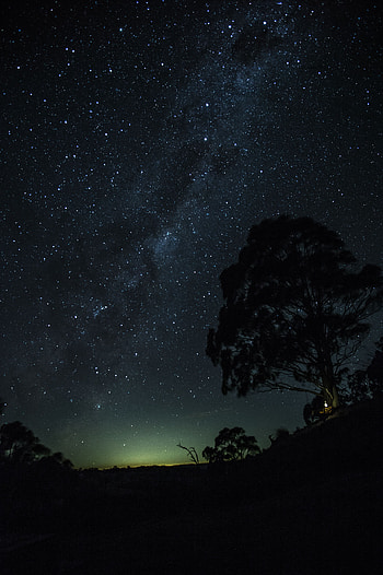 Night, Horizon, Dark, Wood, Tree, Starry Sky, Elevation HD phone wallpaper