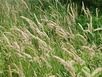 Field, Flowers, Nature, Grass HD wallpaper