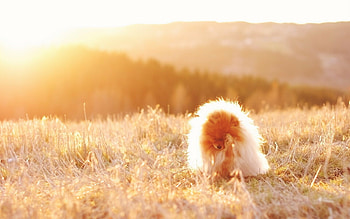 Pomeranian, Fluffy cuteness, Small dog big personality, Bundle of joy HD wallpaper