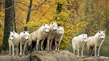 Animals, Wolfs HD wallpaper