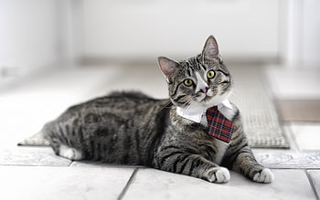 Animals, Cats HD wallpaper