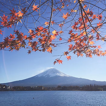 Stunning view of Mount Fuji framed by vibrant autumn maple leaves at a serene lake. HD phone wallpaper