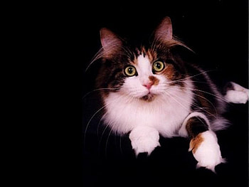 Sweet cat on black background, animal, kitten, black, cat, feline, pet HD wallpaper