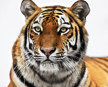Animals, Tigers HD wallpaper