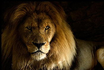 Old lion, animal, cat, lion, wildlife HD wallpaper