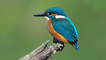 Kingfisher bird, Vibrant feathers, Beautiful avian, Nature graphy HD wallpaper