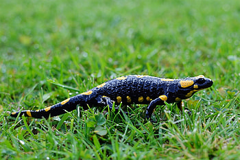 Vibrant salamander colors, Intricately designed creatures, Unique animal , Nature's beauty HD wallpaper