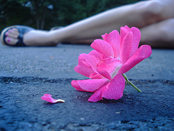 Don't Wither!, sad, rose, girl, petal, legs HD wallpaper